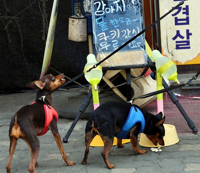 서울 홍제동에서 산책 나온 강아지가 한 음식점에 마련된 무료 간식을 먹고 있다.