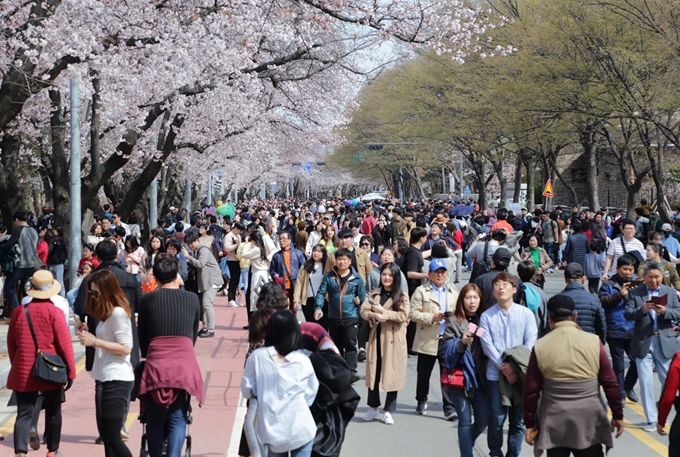 지난 7일 여의도 벚꽃축제를 보러 온 방문객들이 가족, 연인 등과 행복한 한 때를 보내고 있다. 영등포구청 제공