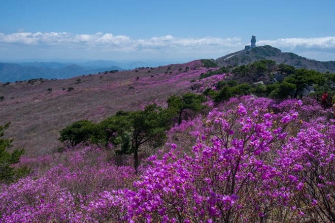 참꽃이 활짝 핀 지난해 비슬산 대견봉 주변 참꽃 군락지. 달성군 제공