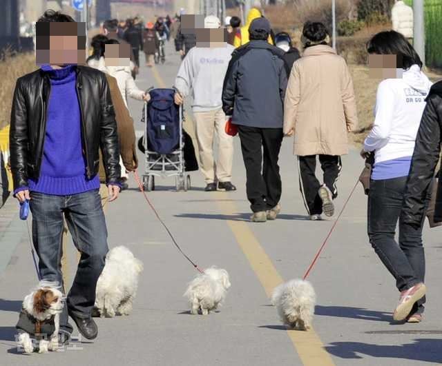 애완견에 목줄을 채우고 산책하는 시민들. 한국일보 자료사진