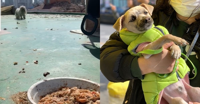 지붕 위에서 잔반을 먹으며 살던 휴고(왼쪽). 쓰레기와 분변들이 널려 있다. 오른쪽 사진은 구조된 휴고가 활동가 품에 안겨 있는 모습. 유행사 제공