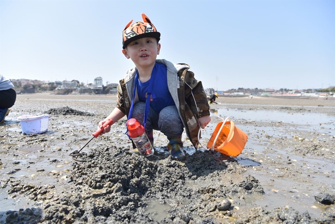 인천에서 부모와 함께 온 아이가 갈퀴로 갯벌을 긁고 있다. 갯벌체험은 실제로 아이보다 어른들이 더 좋아한다.