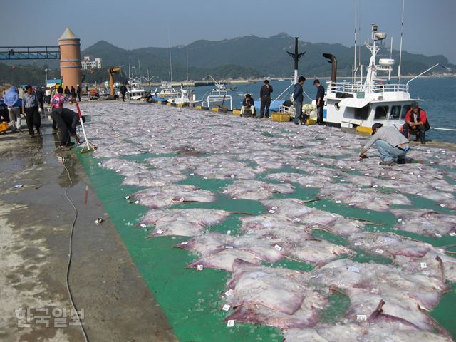 [저작권 한국일보]전남 신안 흑산도 흑산항에서 열린 홍어 즉석 경매. 한국일보 자료사진.