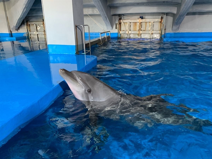 지난 2월 중순 제주 퍼시픽랜드 내실에 있는 돌고래 태지. 서울대공원 제공