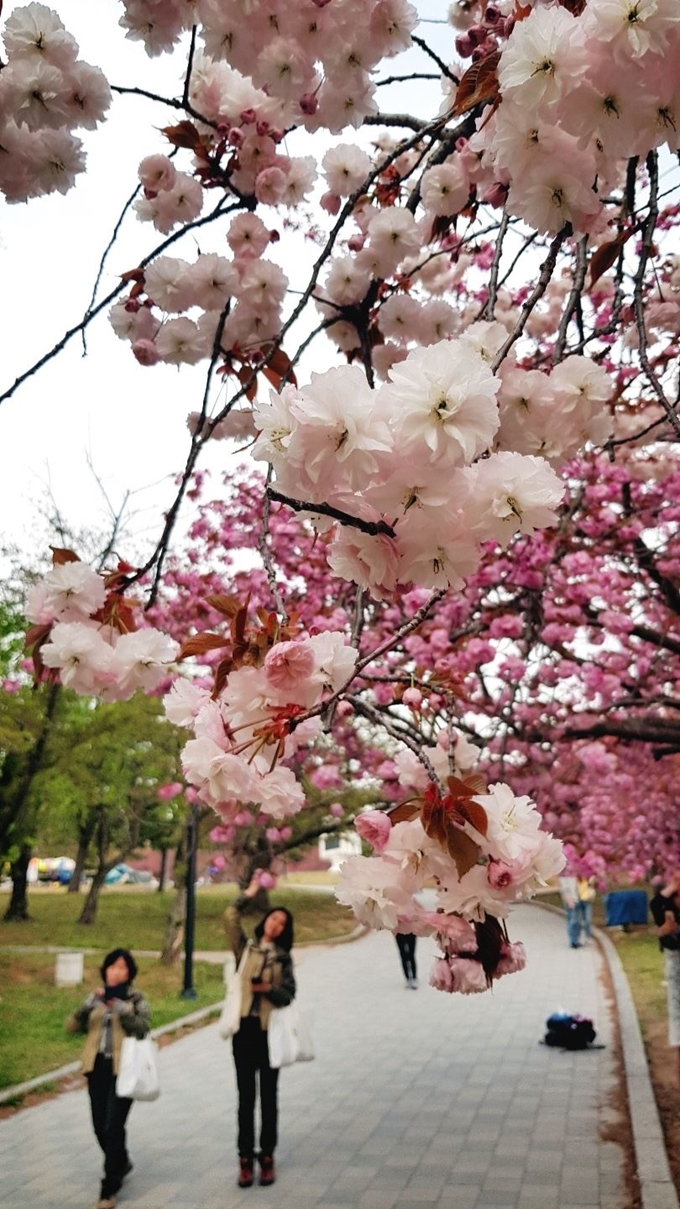 불국사 경내에 핀 겹벚꽃.