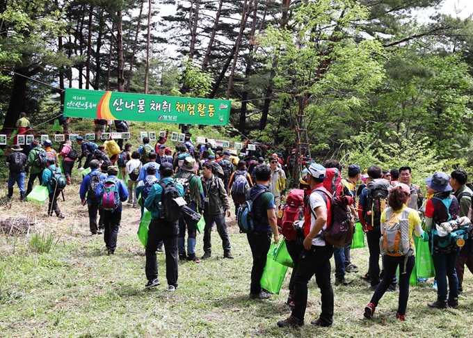 지난해 열린 영양산나물축제에 몰려든 관광객들이 일월산 산나물 채취 체험장에 모여있다. 영양군 제공.