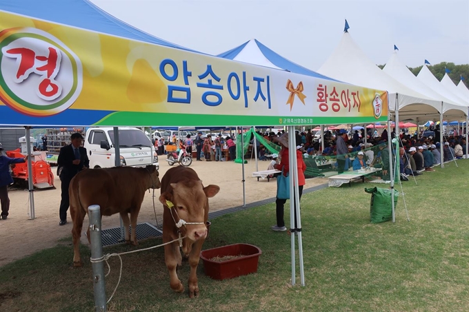 이날 행사에는 암송아지와 황송아지 각 1마리가 경품으로 나왔다. 송아지들이 부스 안에서 새로운 주인을 기다리고 있다. 권성우기자 ksw1617@hankookilbo.com