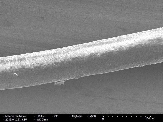 사람 머리카락을 현미경으로 본 모습. 표면이 물고기 비늘처럼 생겼다. 하이모 제공