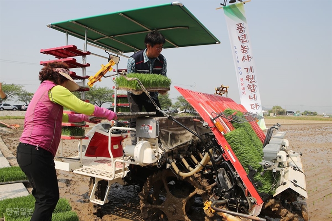 [저작권 한국일보] 지난달 22일 오전 부산 강서구 죽동동의 한 논에서 올해 부산 첫 모내기가 진행되고 있다. 이날 1,800평의 논에 심은 운광벼는 올해 8월 중순쯤 수확될 예정이다. 전혜원 기자