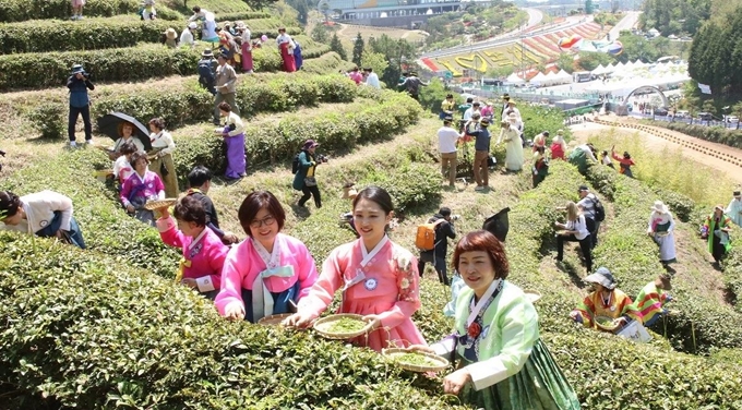 전남 보성군 한국차문화공원 일원에서 개막한 제45회 다향대축제에서 한복을 입은 1,000여명의 참가자가 찻잎을 따고 있다. 보성군 제공