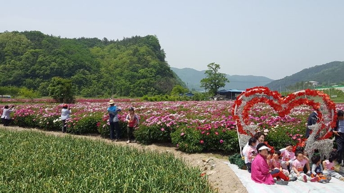 지난해 1회 작약꽃 전람회 및 꽃체험 행사 장면. 영천시 제공