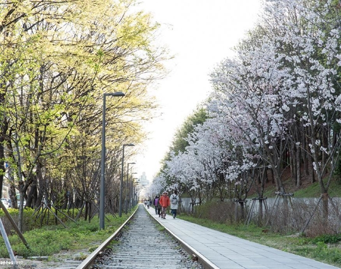 봄꽃/경춘선 숲길, 한국일보 자료사진