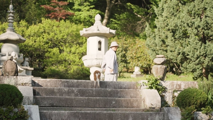 보경스님이 2일 전남 순천시 송광사 내 산책 중 탑전에 오르는 계단을 다 오른 후 냥이가 계단을 잘 오르는지 뒤돌아 보고 있다. 동그람이 최필선 ww5654@naver.com