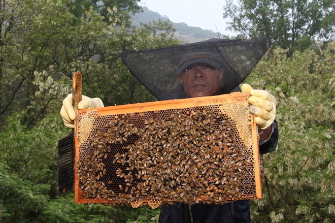 13일 경북 경산시 백천면 한 양봉원에서 아카시아꿀을 수확하고 있는 농장주. 다른 꿀에 비해 당도가 높은 아카시아꿀은 아카시아꽃이 한창 피는 5월에 집중 생산된다. 김민규기자 whitekmg@hankookilbo.com