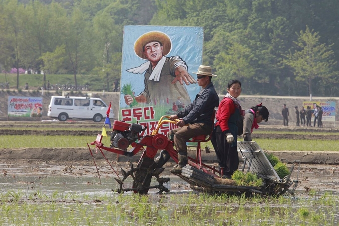 북한 청산리에서 12일(현지시간) 북한 농부들이 모내기 작업을 하고 있다. AP 연합뉴스