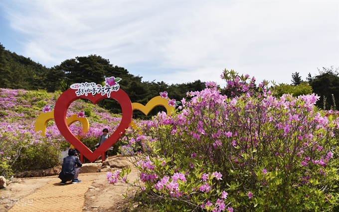 지리산허브밸리 위쪽에도 철쭉이 군락을 이루고 있어 꽃놀이를 즐기기에 아쉬움이 없다.