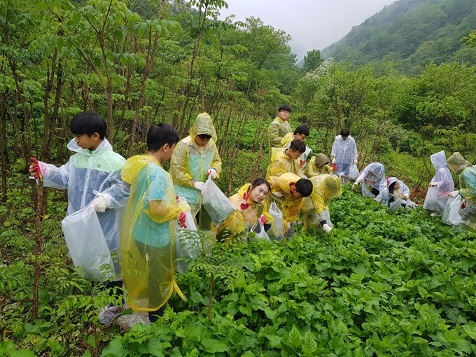 경북 문경시 궁터 산촌생태마을을 찾은 초등학생들이 산나물을 채취하고 있다. 경북도 제공