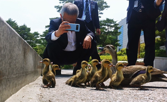 ‘도로 턱이 너무 높아요..’ 도로 턱을 넘어가기엔 너무 작은 아기 흰뺨검둥오리들의 모습. 연합뉴스 제공