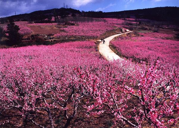 4월 경북 영덕의 복사꽃. 이성원 기자