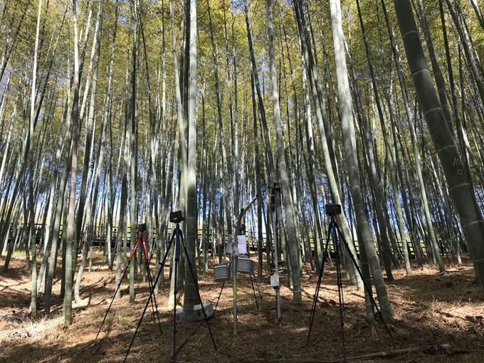 국립산림과학원 연구결과, 대나무 숲에서 발생하는 피톤치드 양이 편백나무숲과 큰 차이를 보이지 않아 산림치유 효과가 큰 것으로 나타났다. 산림청 제공