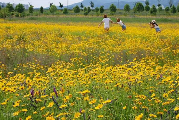 29일 경북 구미시 지산동 낙동강체육공원에 금계국이 만개한 가운데 나들이 나온 시민들이 사진을 찍고 있다. 상쾌한 기분이라는 꽃말을 가진 금계국은 여름의 코스모스라고 불리는 들꽃이다. 추종호기자