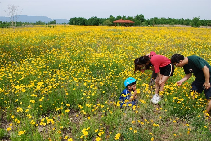 경북 구미시 지산동 낙동강체육공원에 금계국이 활짝 피어 노란 물결로 장관을 이루고 있다. 추종호기자