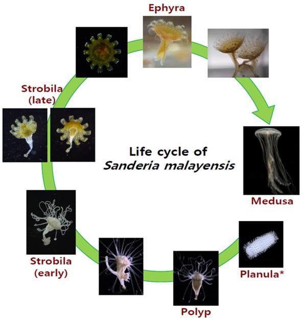 말레이해파리의 생활사.