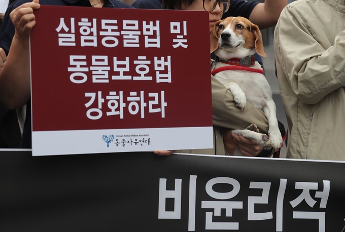 지난달 24일 오전 서울 관악구 서울대학교 동물병원 앞에서 열린 비윤리적 사역견 동물실험 규탄기자회견에서 비글 한마리가 집회 참가자의 품에 안겨 있다. 연합뉴스