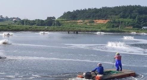 전남 신안군 압해도에서 꾸지뽕을 먹인 왕새우를 양식하고 있다. 독자 제공