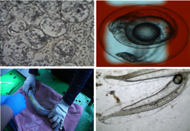 (왼쪽 상단 시계방향) 뱀장어 암컷 성숙 징후 모습, 뱀장어 성숙 후 산란 광경, 뱀장어 유생(렙토세팔루스), 성숙유도 주사 투여모습.