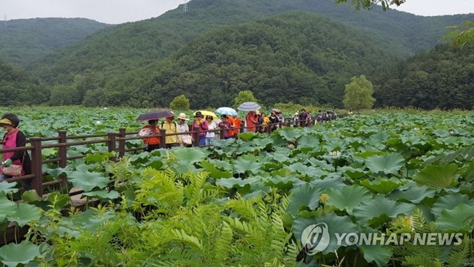 연꽃이 만발하는 여름 한 달만 개방하는 울산 회야댐 생태습지. 연합뉴스