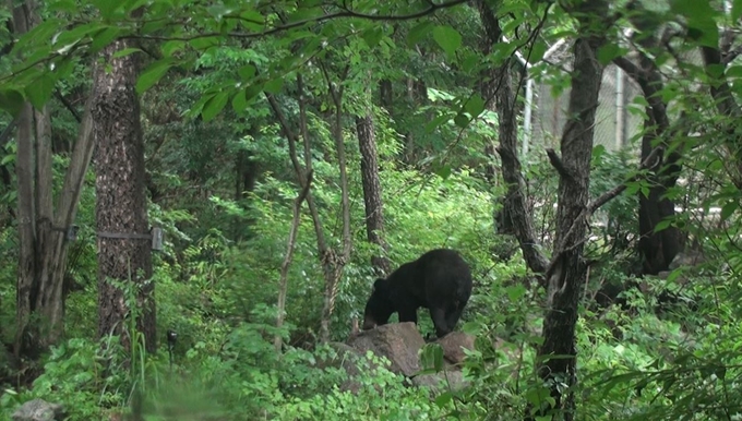 6일 경북 구미 금오산에서 발견된 반달가슴곰 KM53 지난해 김천 수도산에 방사된 KM53이 금오산으로 이동한 것은 처음이다. 구미시 제공