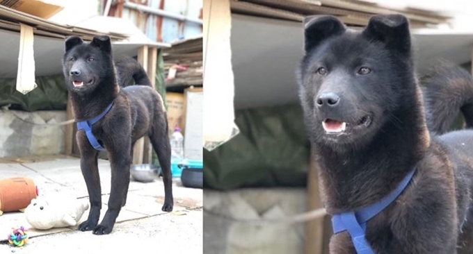 모 대학 내에 살던 8개월된 강아지. 사진은 이 강아지가 살아 있을 때 모습이다. 트위터 캡처