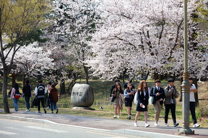 전남대 광주캠퍼스 벚꽃 만발. 전남대 제공/2019-04-02(한국일보)