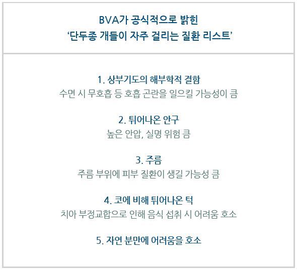 단두종 개들이 자주 걸리는 질환 리스트. BVA 공식 홈페이지 참조