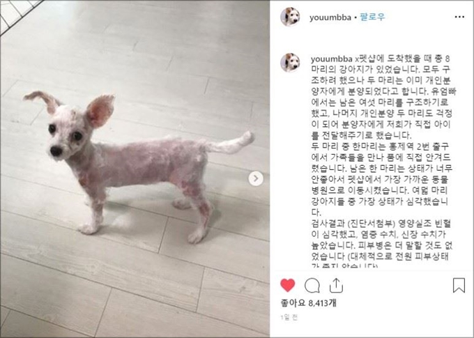 '유엄빠' 측은 펫숍에 남아있던 강아지들의 건강 상태가 좋지 않았다고 밝혔다. youumbba 인스타그램 캡처