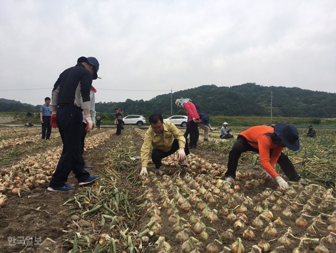 경북 김천시 한 농촌 현장이 농업경영 및 부채 등으로 양파 수확 등 경영위기에 처한 농가의 농지를 농지은행이 매입한 후 지원해 주고 있다. 한국일보 자료사진