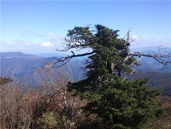 고산에 세월을 안고 사는 주목.