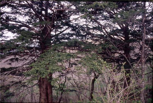 소백산 주목.