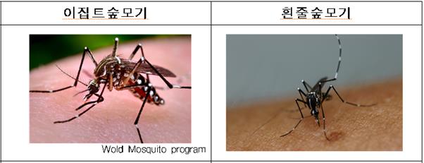 뎅기열 매개모기인 이집트숩모기와 흰줄숲모기. 질병관리본부 제공