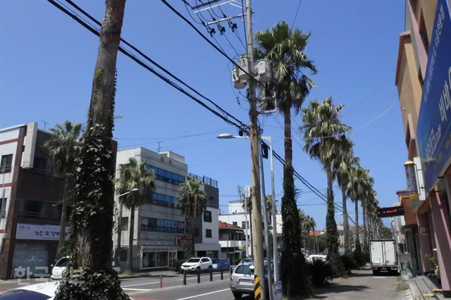 [저작권 한국일보]제주의 이국적인 풍광을 연출하는 워싱턴야자수가 점차 사라지고 있다. 사진은 제주시 가령로 일대 정전 원인으로 지목된 워싱턴 야자수들로, 2017년에 다른 지역에 이식됐다. 김영헌 기자.