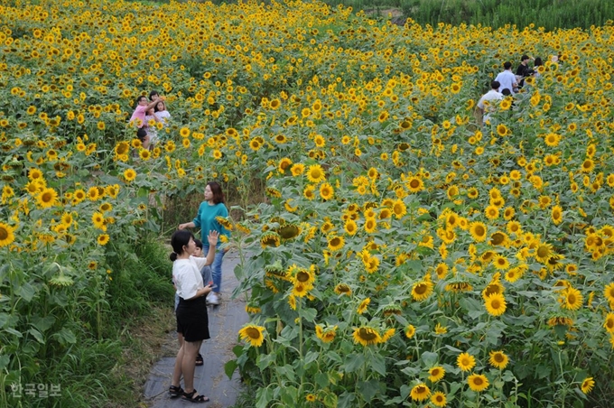 [저작권 한국일보]17일 구미시 산동면에 조성된 여름꽃의 대명사 해바라기 밭을 찾은 관광객들이 황금빛 해바라기 물결의 노란 바다에서 기념사진을 촬영하고 있다. 추종호 기자