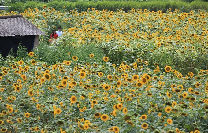 [저작권 한국일보]구미시 산동면에 조성된 해바라기 밭을 찾은 한 시민이 끝없이 펼쳐진 해바라기 꽃을 보며 꽃길을 걷고 있다. 추종호 기자