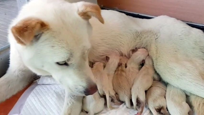 부산 구포 개 시장에서 도살될 위기에 처했다가 구조된 개가 갓 낳은 새끼를 돌보고 있다. 이 개는 지난달 구포 개 시장에서 구조돼 경주의 한 보호소에 옮겨진 상태였다. 연합뉴스