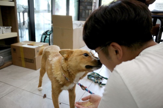 지난 6월말 부산 북구 구포개시장에서 구조된 대박이가 활동가를 바라보고 있다. 동물자유연대 제공