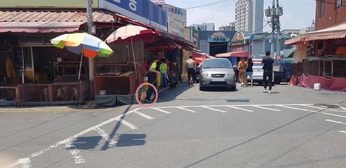 지난 6월말 부산 북구 구포개시장에서 한 남성이 기르던 개를 도축하기 위해 끌고가고 있다. 동물자유연대는 현장에서 개를 구조하고 대박이라는 이름을 지어주었다. 동물자유연대 제공