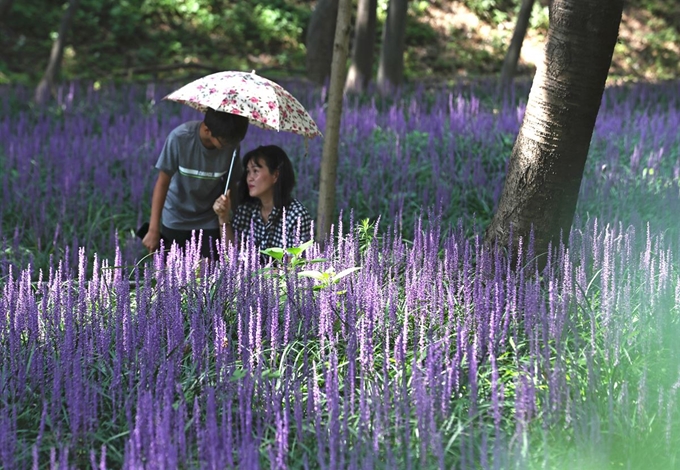 [2019-08-05T13_3764386] (울산=뉴스1) 윤일지 기자 = 무더위가 기승을 부린 5일 울산시 남구 태화강국가정원 내 철새공원에 보랏빛 맥문동이 활짝 펴 시민들의 눈길을 끌고 있다.