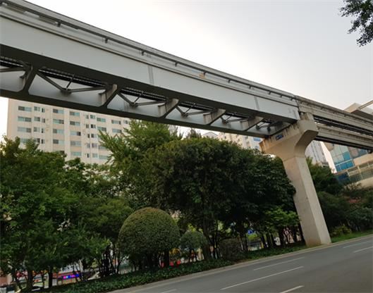 대구 수성구 범어동 수성구민운동장역 녹지 중앙분리대 조경수. 대구 안실련 제공