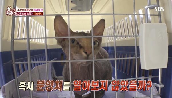 아파트 단지를 떠돌던 스핑크스 고양이. SBS 방송 캡처