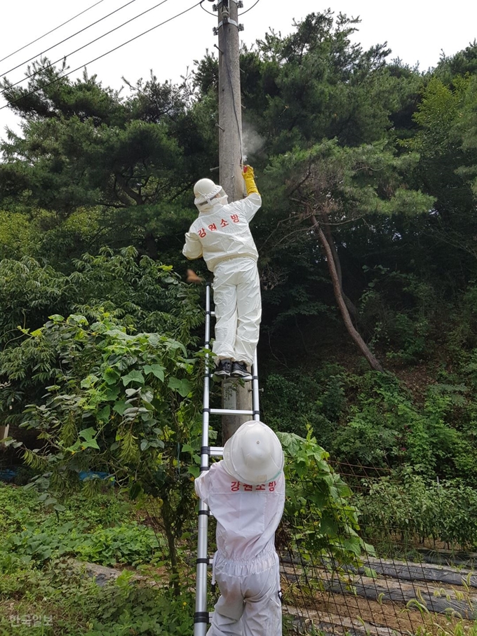 [저작권 한국일보]강원 원주시 소초119지역대 소속 소방관들이 전봇대에 올라 벌집 제거 작업 중이다. 원주=박진만 기자